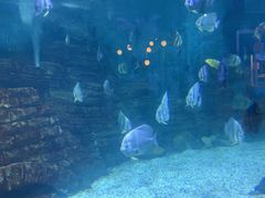 -烟台海昌鲸鲨海洋公园