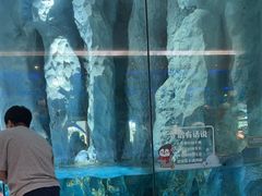 -帝企鹅自助餐厅•儿童岛•真企鹅(长隆企鹅酒店)