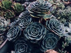 -杨厝六十六农庄农舍(杨厝路店)