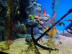 -上海海洋水族馆