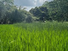 -成都市活水公园