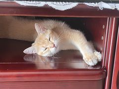 -东方名猫馆·英短金渐层布偶猫舍(环线广场1号楼店)