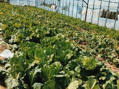 -庞各庄翠芳园西瓜蔬菜基地采摘园