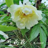扬州这副画好美，自然之美展现华夏民族魅力！🌿🍀