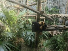 -鸡鸣汤包(红山动物园店)