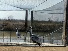 -盐城丹顶鹤湿地生态旅游区