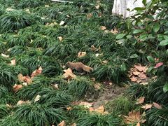 -西湖外事游船(湖滨二公园外事游船码头)