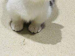 -藏猫猫咖啡主题馆(中央大道店)