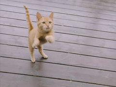 -荷风细雨·中国茶宴(碧云店)