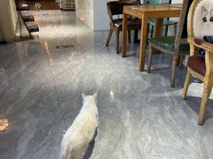 -猫小院猫主题餐厅(南锣旗舰店)