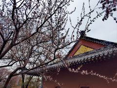 -桃花堤公园