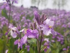 -洨河生态公园