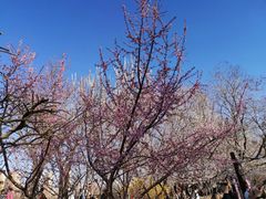 -桃花堤公园
