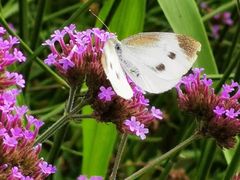 -羊亭河湿地公园