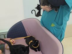 -北京观赏动物医院·24小时大型综合·猫专科·异宠专科