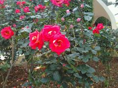 -人民公园(罗湖区)