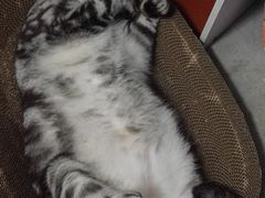 -芭比堂爱心动物医院(柯桥康爱分院)