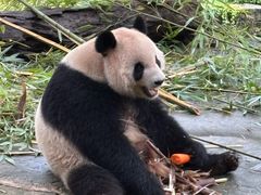 -都江堰中华大熊猫苑