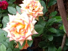 -桂林市花鸟市场