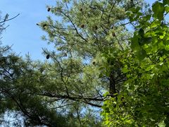 -青峰峡国家森林公园