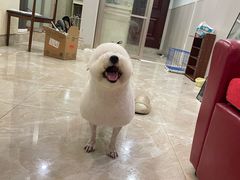-BABYDOG宝贝狗宠物乐园(欧洲城店)