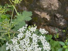 -鲁山国家森林公园