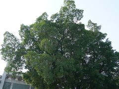 -揭阳学宫(榕城区)