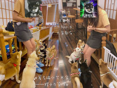 -豆柴町-柴犬主题狗咖(红鼎国际C座店)