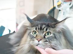 -momokira米努特·德文卷毛猫·棉花面纱犬