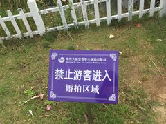 -大塘金香草谷