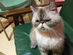-猫色咖啡·猫咖