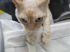 -中农国际动物医院24小时·猫科·骨科·急重症中心