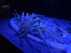 -鹿儿岛水族馆