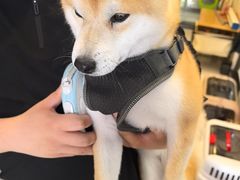 -悠尼宠物·独立低压伊珊娜洗护·美容·寄养(兰谷路店)