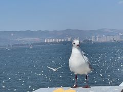 -海埂大坝