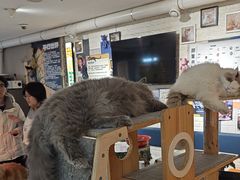 -平行世界·猫咖(首经贸店)