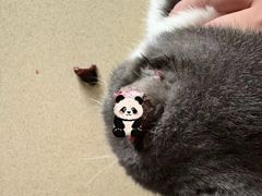 -创凡宠物医院·骨专科  猫科中心(西乡分院)