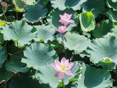 -法华学问寺-停车场