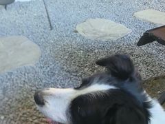 -J Create城市露营咖啡·简餐·宠物(上海动物园店)