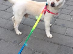 -酷迪宠物(赵登禹路店)