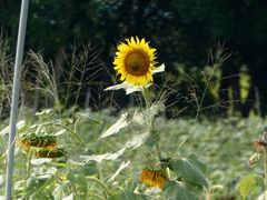 -光明小镇欢乐田园