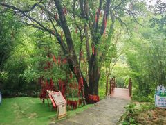 -广州白江湖森林公园