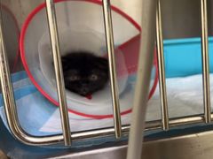 -佳怡动物医院·平价24小时·猫专科骨外科