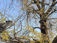 -千年银杏谷文化旅游区