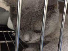 -北京赛佳动物医院