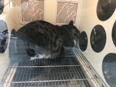 -中农国际动物医院24小时·猫科·骨科·急重症中心