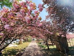 -石家庄市植物园