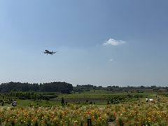 -空港花田景区