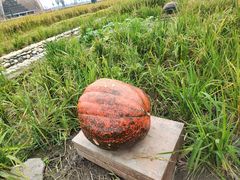 -中国天府农业博览园