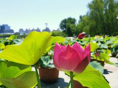 -莲花池公园